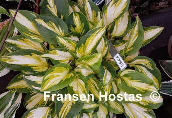 Hosta Trifecta